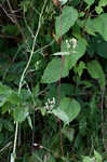 Fringed black bindweed